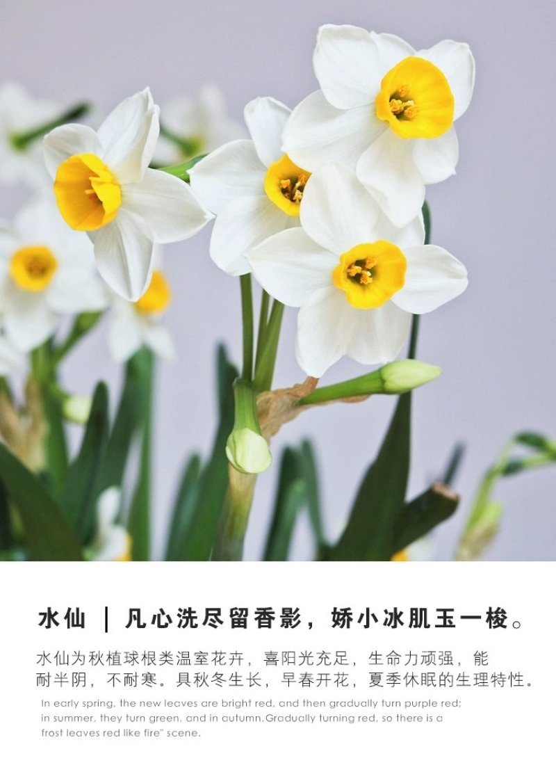 正宗漳州水仙花种球水培花卉水养植物水仙种子冬季盆栽40庄