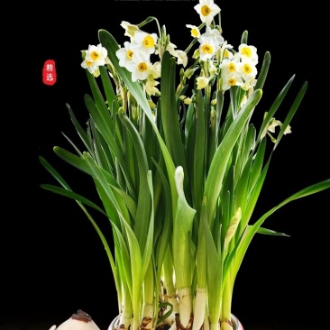 正宗漳州水仙花种球水培花卉水养植物水仙种子冬季盆栽40庄