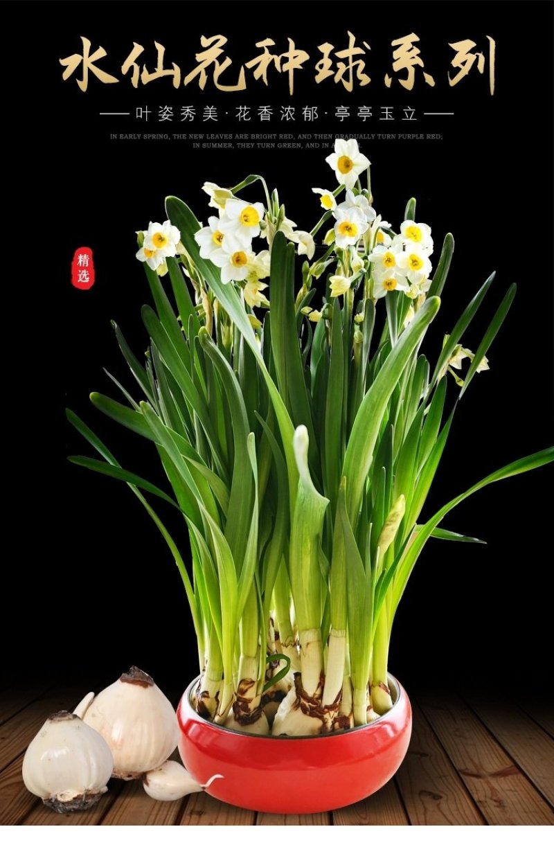 正宗漳州水仙花种球水培花卉水养植物水仙种子冬季盆栽40庄