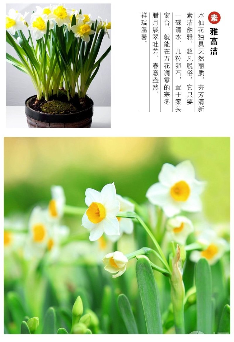 正宗漳州水仙花种球水培花卉水养植物水仙种子冬季盆栽40庄