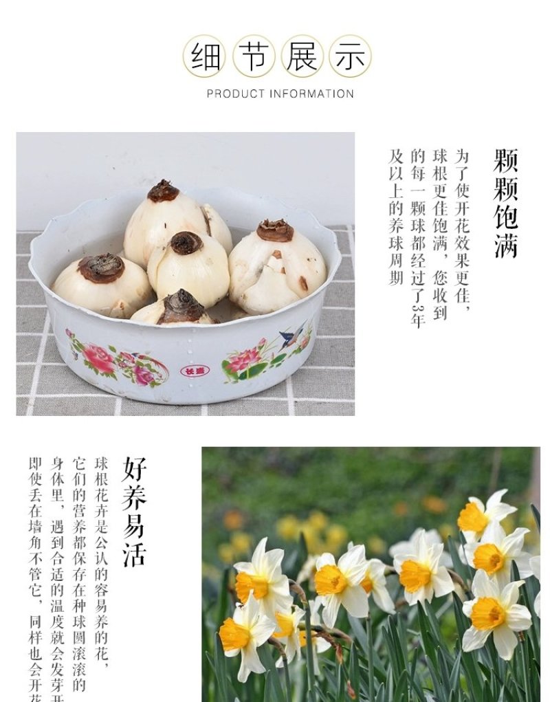 正宗漳州水仙花种球水培花卉水养植物水仙种子冬季盆栽40庄