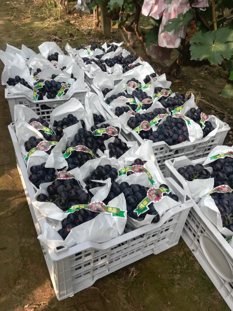 精品夏黑葡萄大量上市中。皮薄肉厚超甜，颜色黑