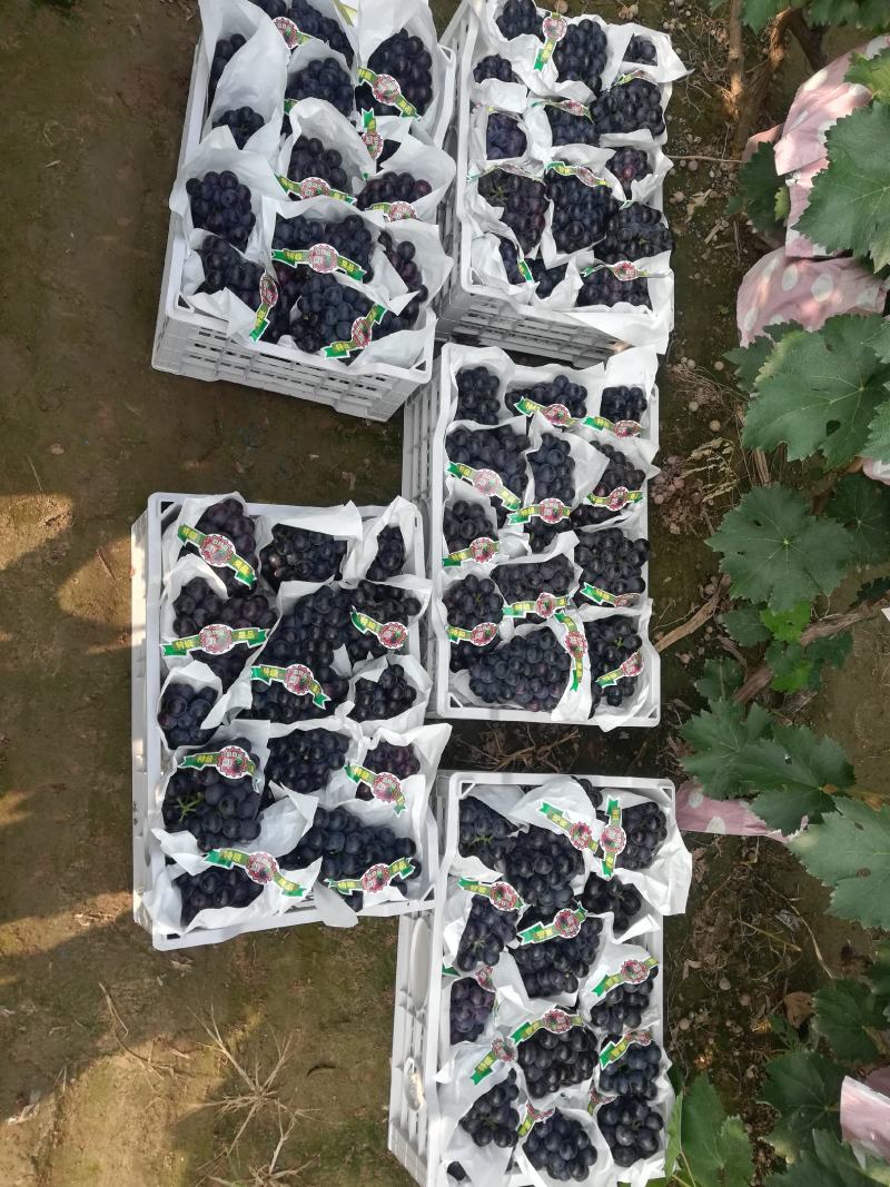 精品夏黑葡萄大量上市中。皮薄肉厚超甜，颜色黑