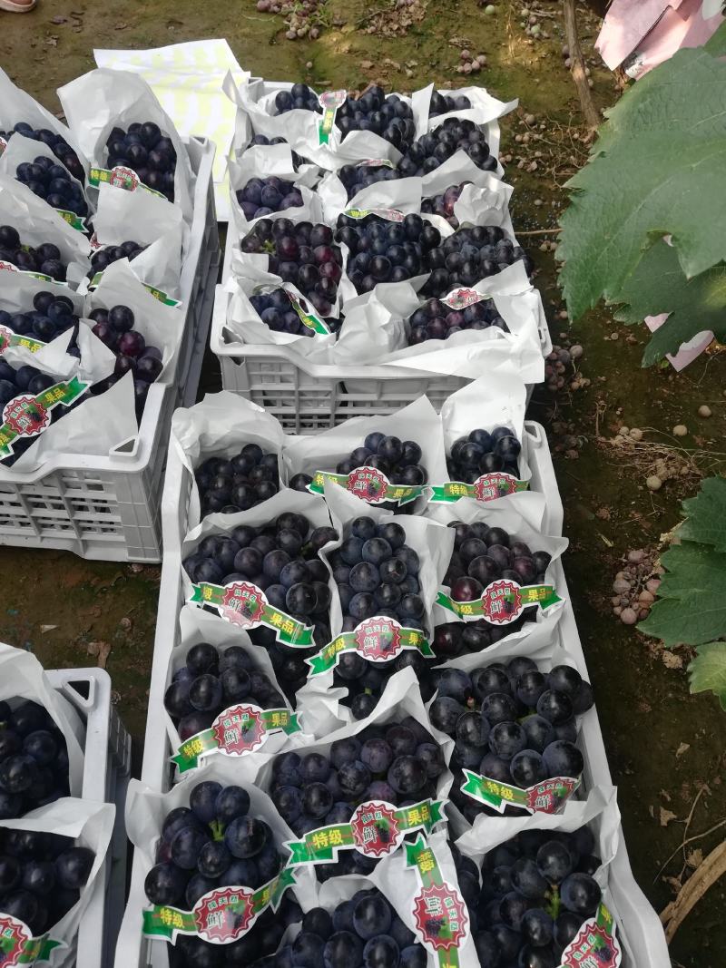 精品夏黑葡萄大量上市中。皮薄肉厚超甜，颜色黑