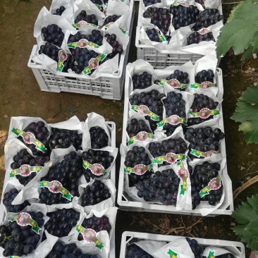 精品夏黑葡萄大量上市中。皮薄肉厚超甜，颜色黑