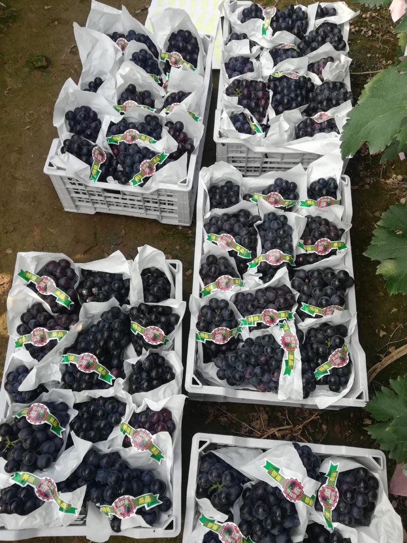 精品夏黑葡萄大量上市中。皮薄肉厚超甜，颜色黑