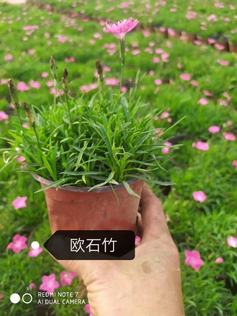 欧石竹黑皮桶双色盆满盆绿化欧石竹