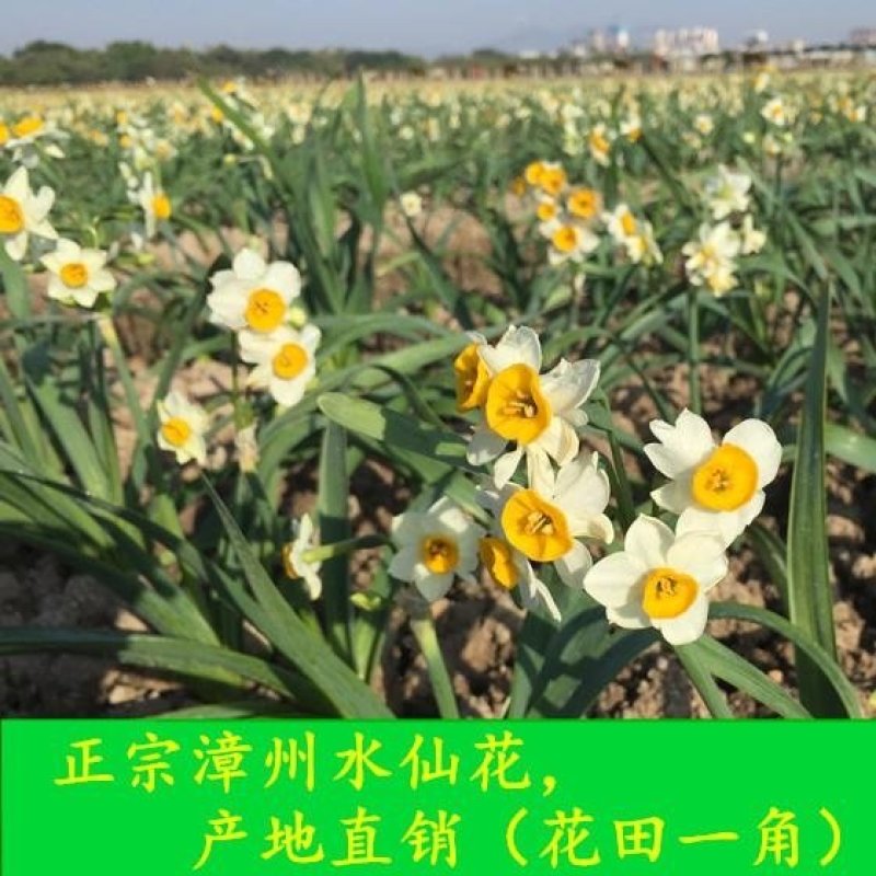 水仙花种球盆栽正宗漳州水仙花特级大球水培植物室内花卉冬季