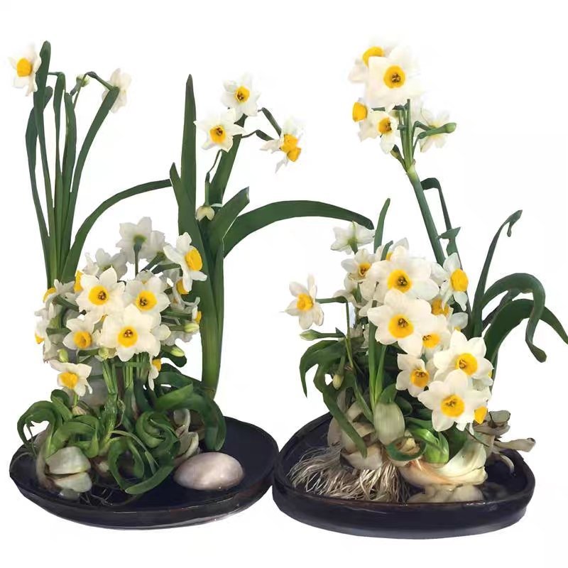 水仙花种球盆栽正宗漳州水仙花特级大球水培植物室内花卉冬季