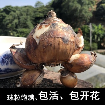 水仙花种球盆栽正宗漳州水仙花特级大球水培植物室内花卉冬季