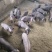 黑猪批发基地山东黑猪批发价格莒县沂水莒南沂南黑猪批发价格