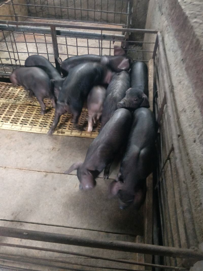 黑猪批发基地山东黑猪批发价格莒县沂水莒南沂南黑猪批发价格