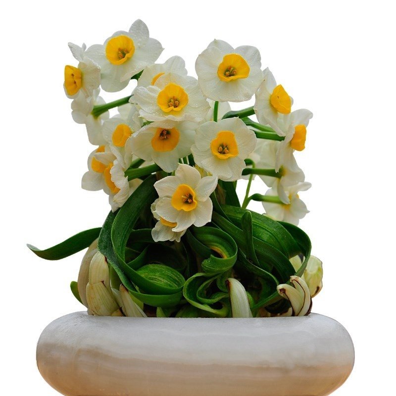 漳州特级水仙花种球盆栽室内水培水养四季花种花卉植物冬季大