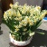 漳州特级水仙花种球盆栽室内水培水养四季花种花卉植物冬季大