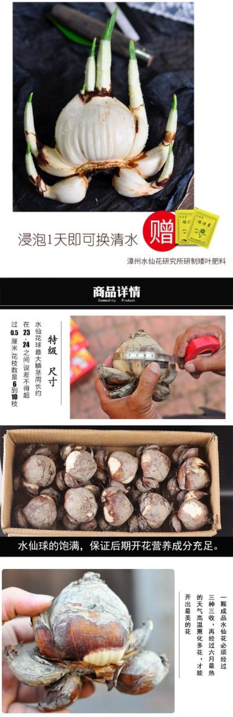 漳州特级水仙花种球盆栽室内水培水养四季花种花卉植物冬季大