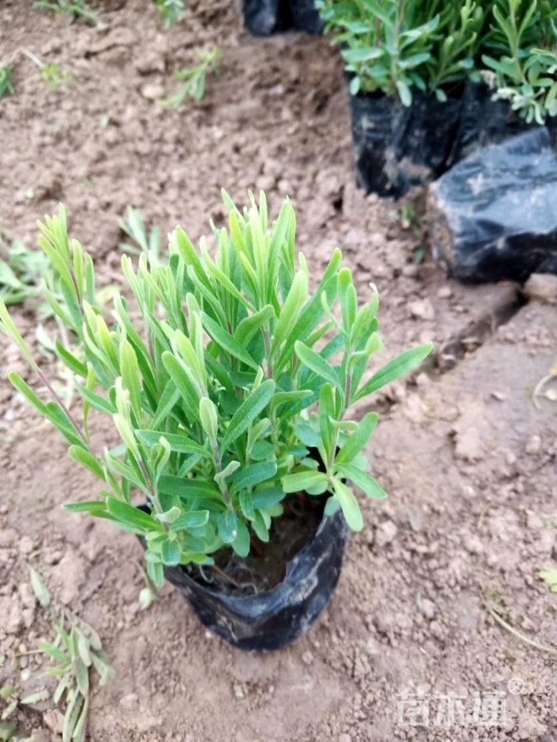 绿化薰衣草量大，价格便宜