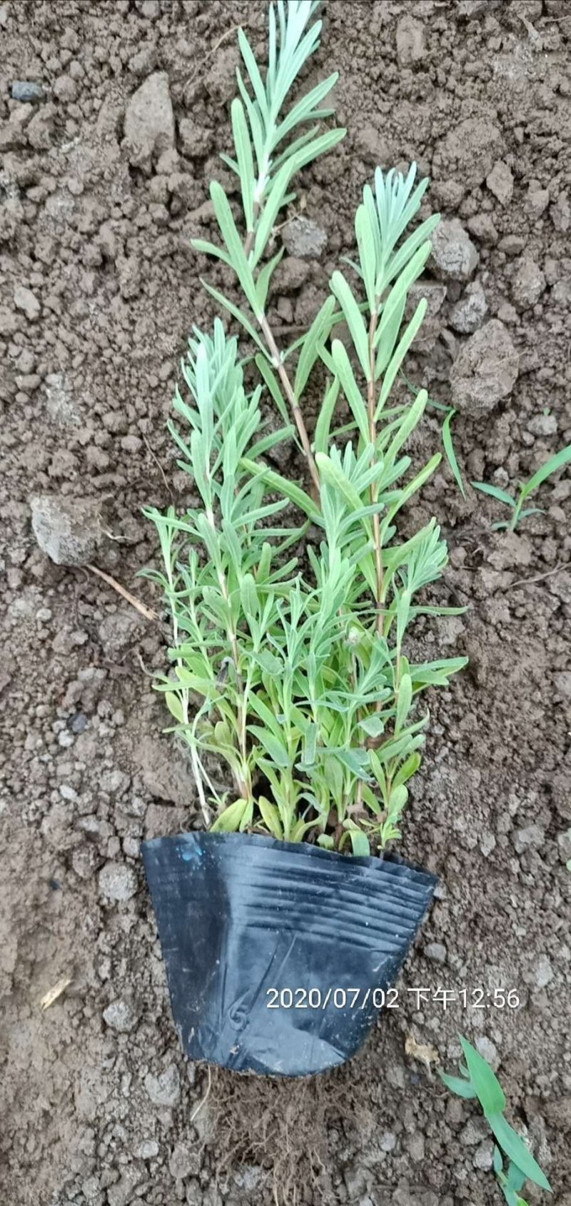 绿化薰衣草量大，价格便宜