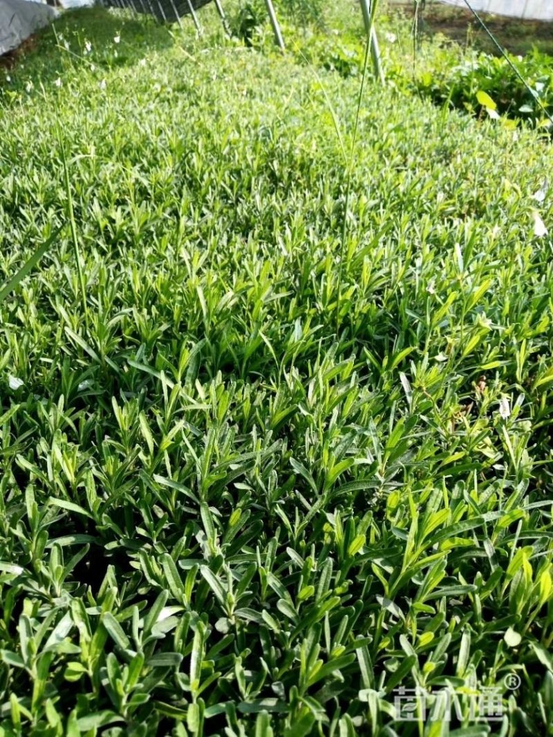 绿化薰衣草量大，价格便宜