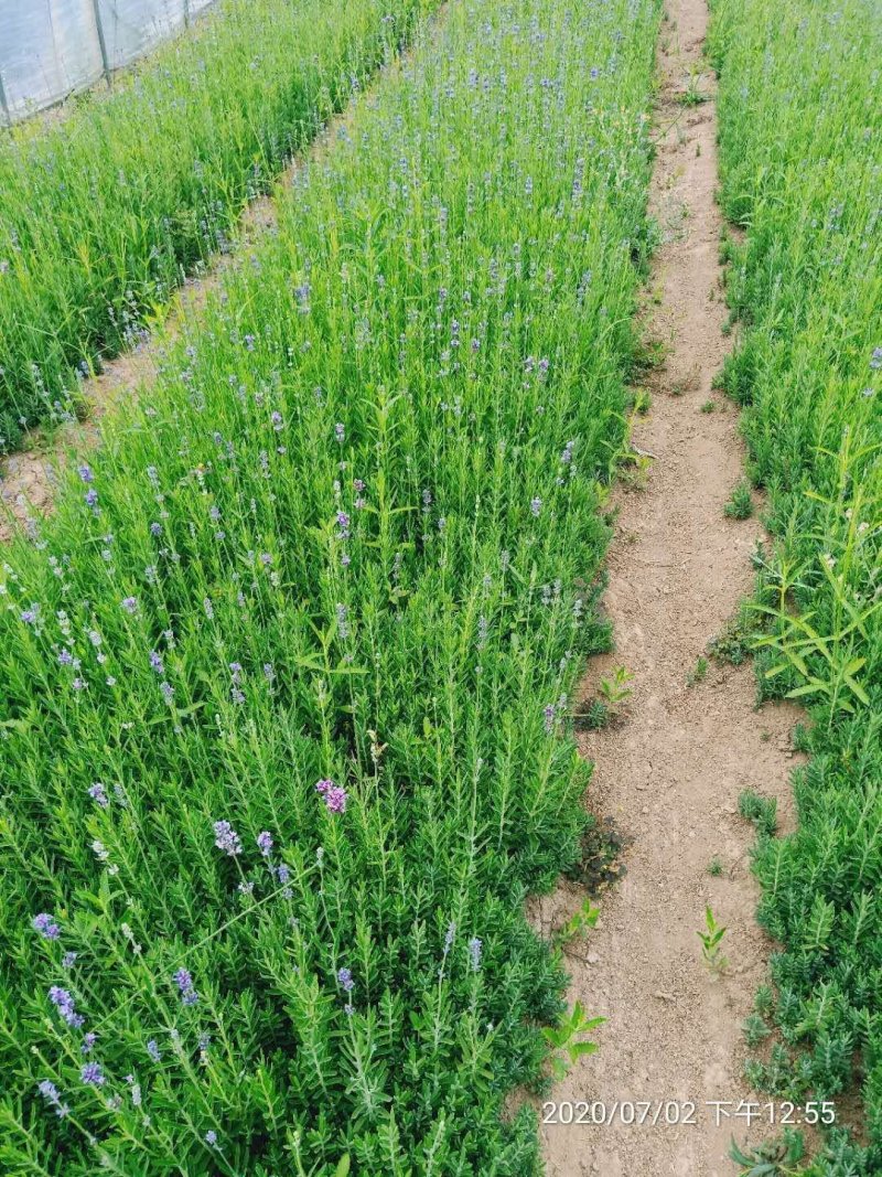 绿化薰衣草量大，价格便宜