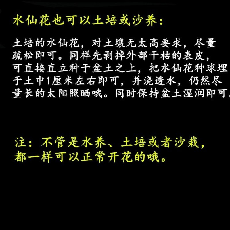 漳州水仙花种球大花王水培水养冬花卉盆栽年宵花水仙25cm