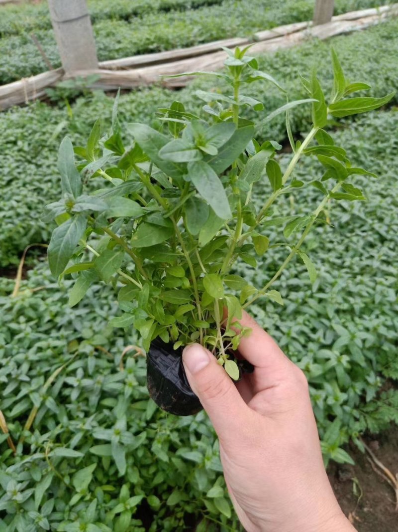 千屈菜自家货源数量大，价格有优势