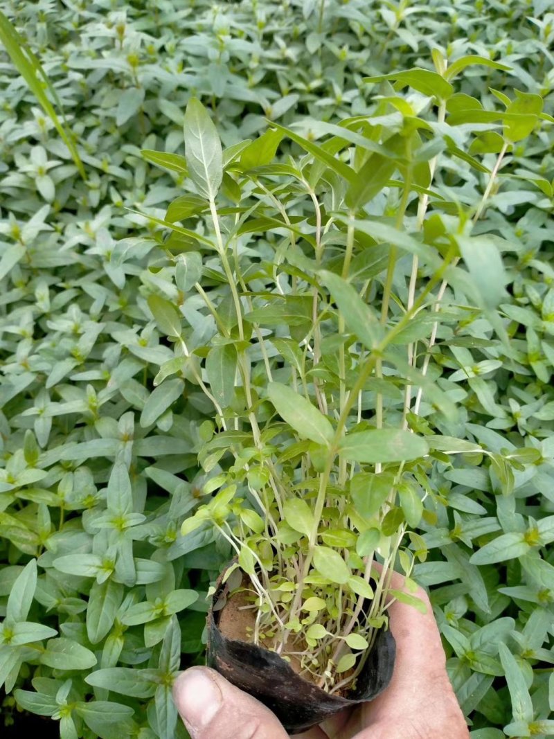 千屈菜自家货源数量大，价格有优势