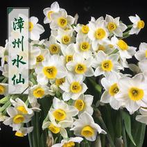 正宗漳州水仙花种球水培花卉水养植物水仙种子冬季盆栽一级