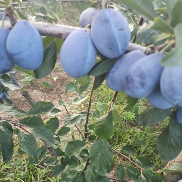 蓝西梅李子价格，陕西蓝西梅李子基地，西梅李子产地价格