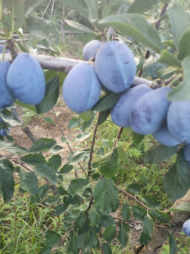 蓝西梅李子价格，陕西蓝西梅李子基地，西梅李子产地价格
