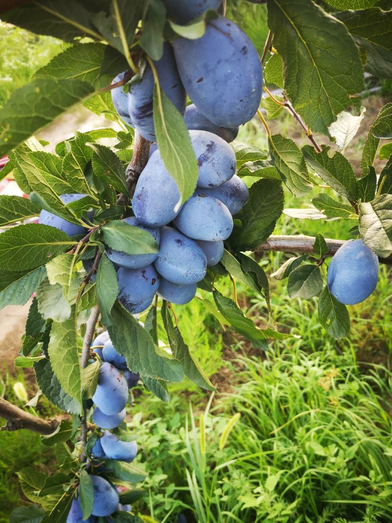 蓝西梅李子价格，陕西蓝西梅李子基地，西梅李子产地价格