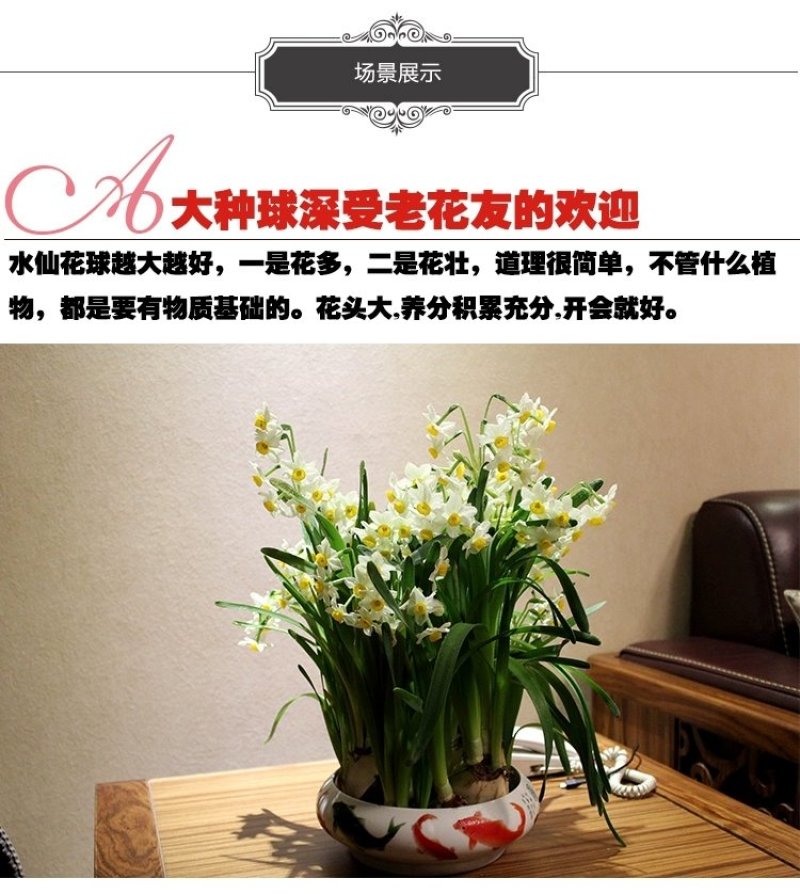 水仙花种球单瓣水培花种子花卉室内水养植物正宗漳州特级精选