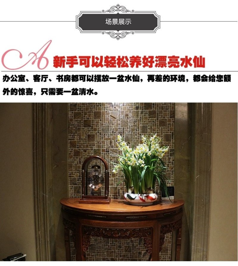水仙花种球单瓣水培花种子花卉室内水养植物正宗漳州特级精选