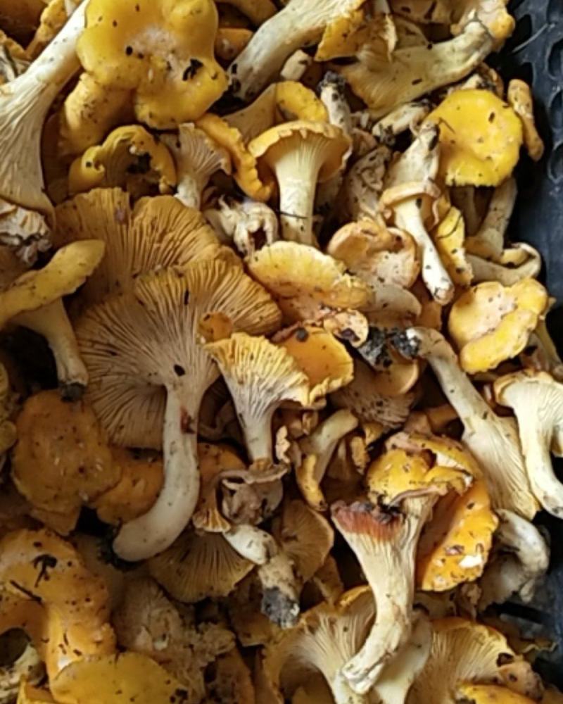 湖北黄丝菌，鸡油菌，筛过纯野生干品和鲜货