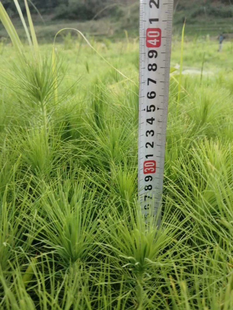 湿地松，湿地松种苗，松树，证件齐全，成活高