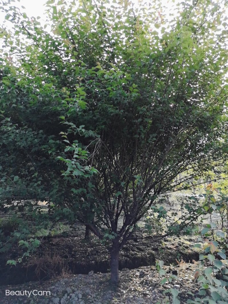 骨里红，杏梅，8-15