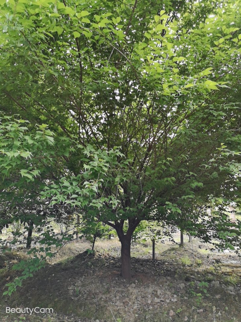 骨里红，杏梅，8-15