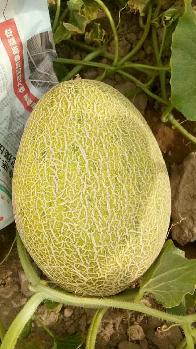 哈密瓜优密三号，西州蜜17号