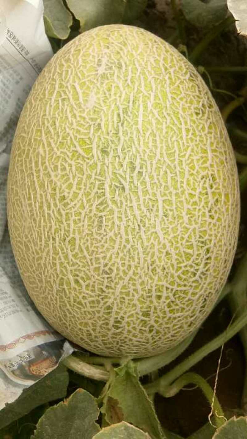 哈密瓜优密三号，西州蜜17号