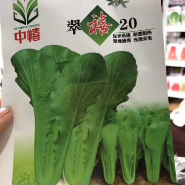 ［推荐］快菜种子，耐热叶色绿，耐薯性强，生长速度快