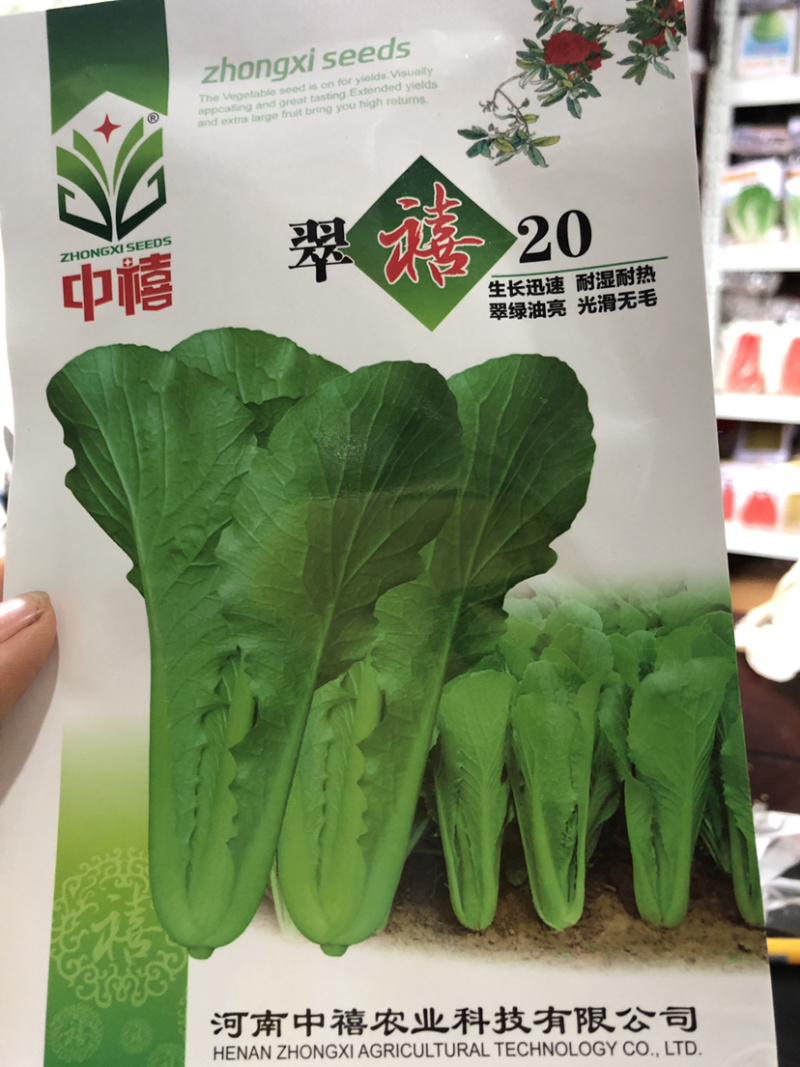 ［推荐］快菜种子，耐热叶色绿，耐薯性强，生长速度快
