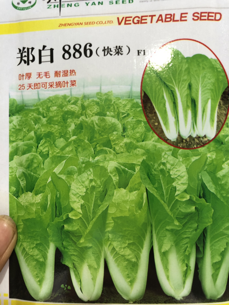 ［推荐］快菜种子，耐热叶色绿，耐薯性强，生长速度快