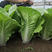 ［推荐］快菜种子，耐热叶色绿，耐薯性强，生长速度快