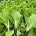 ［推荐］快菜种子，耐热叶色绿，耐薯性强，生长速度快