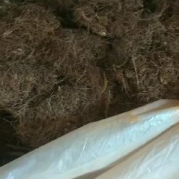 见血清干货不多希联系