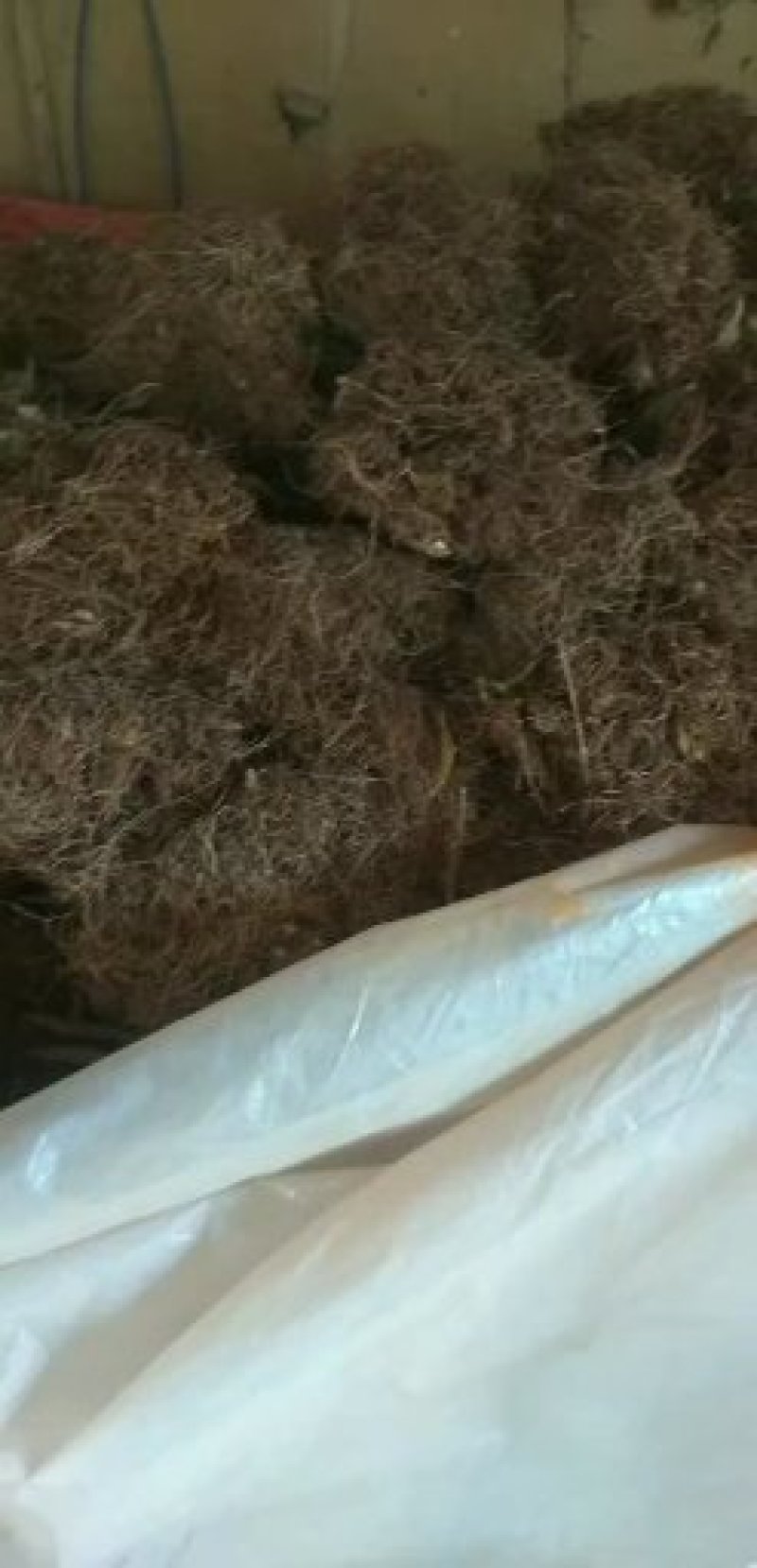 见血清干货不多希联系