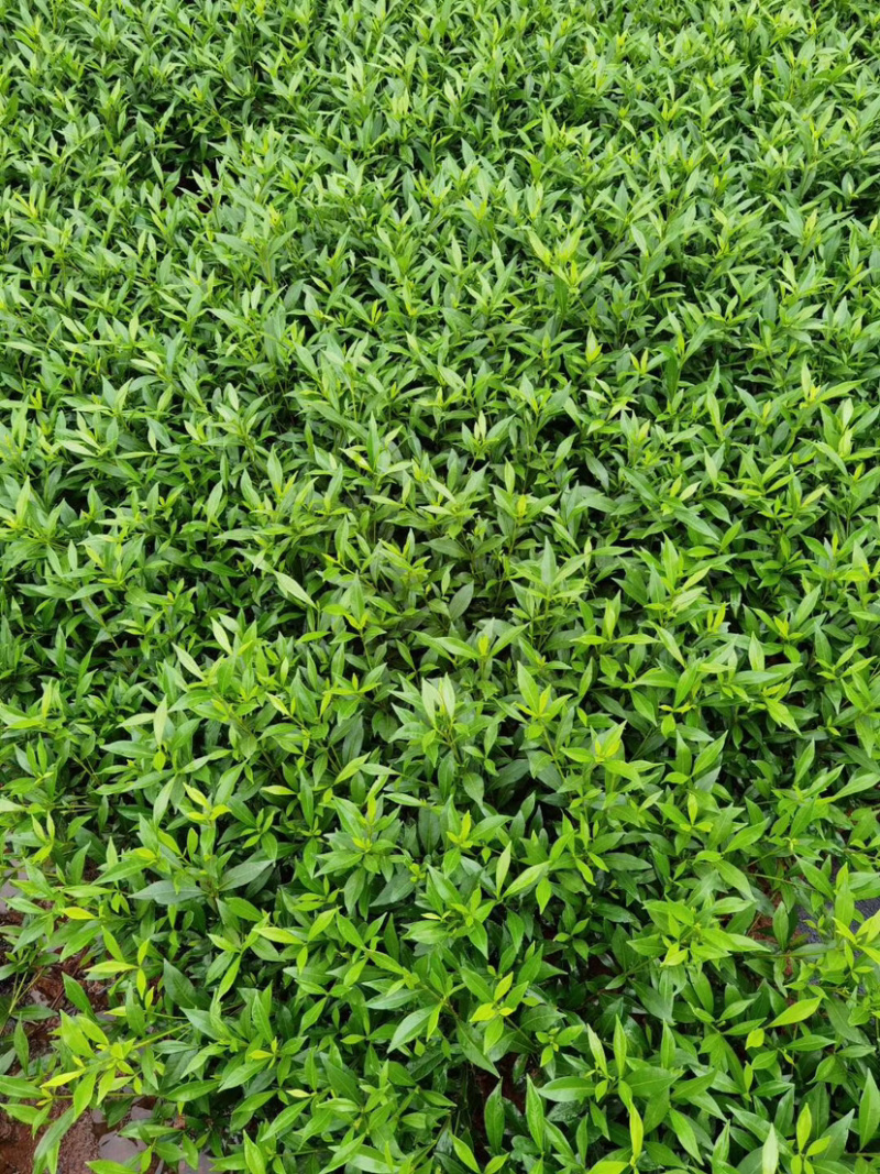 栀子花多头小叶子好货