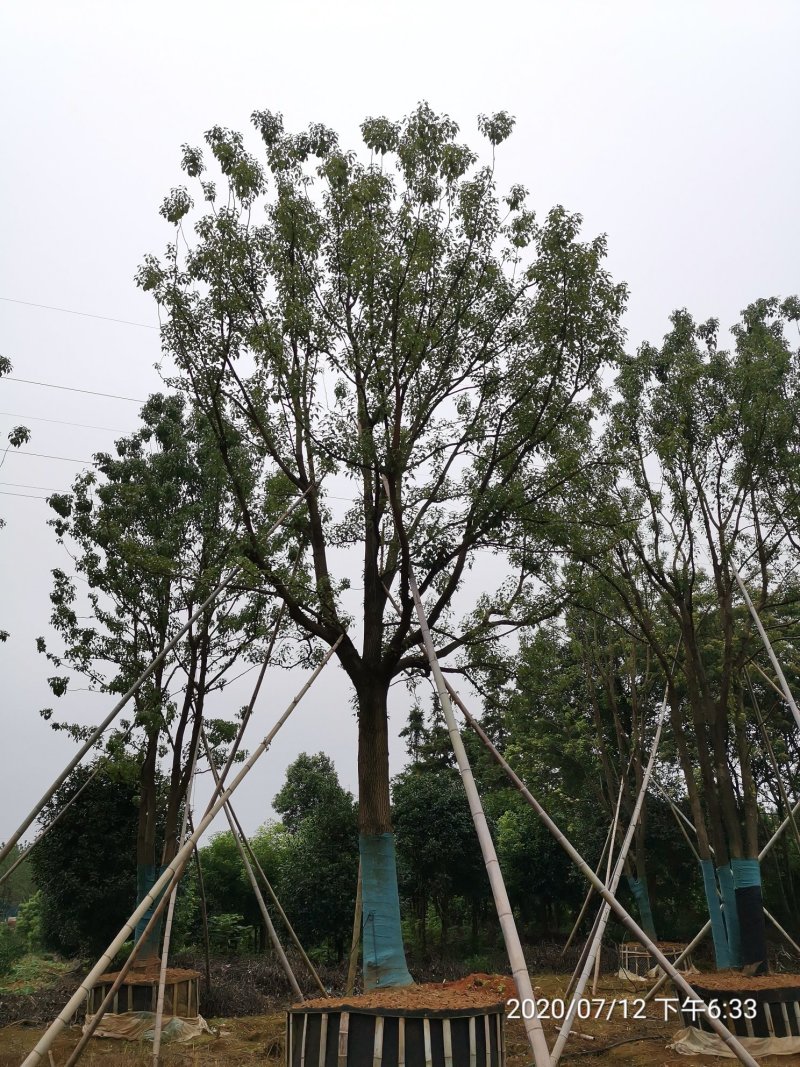 20-40容器全冠香樟假植袋苗湖南益阳绿青苗木苗圃直供