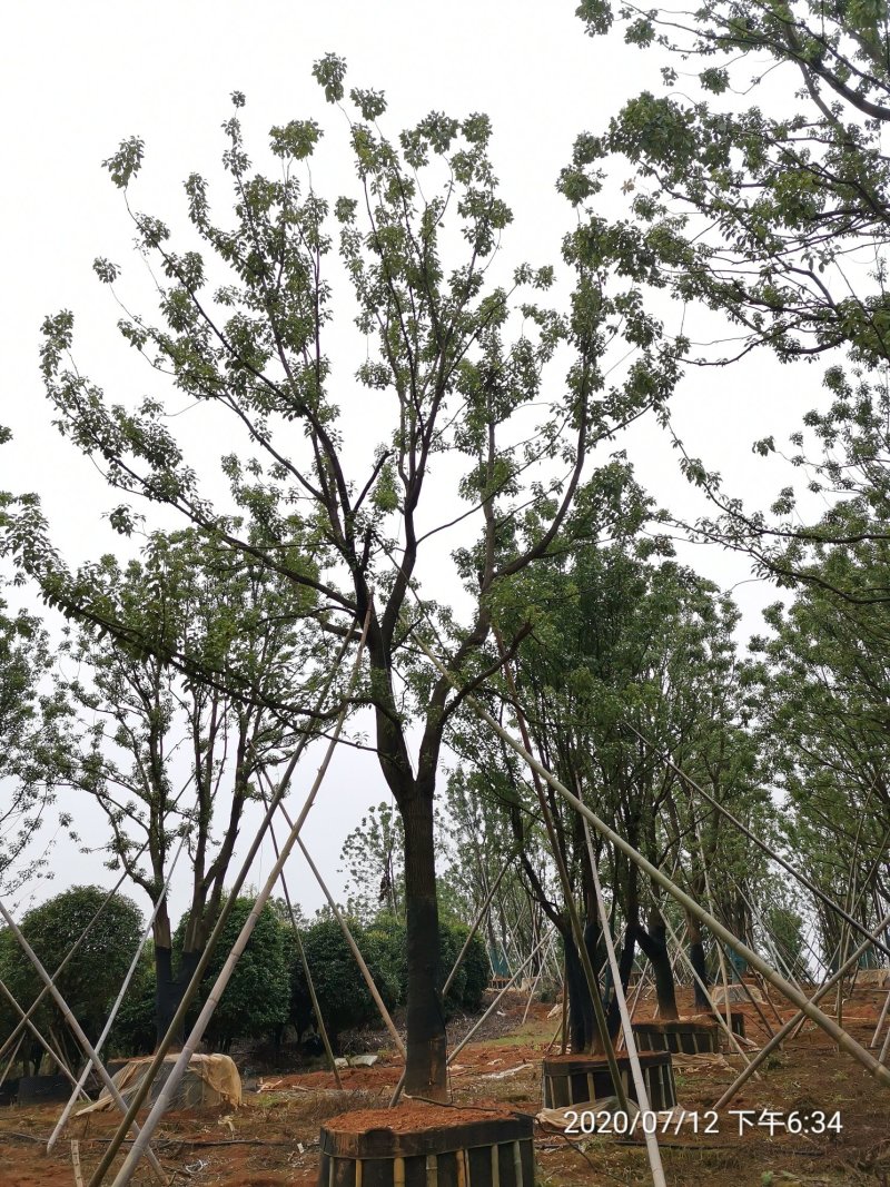20-40容器全冠香樟假植袋苗湖南益阳绿青苗木苗圃直供