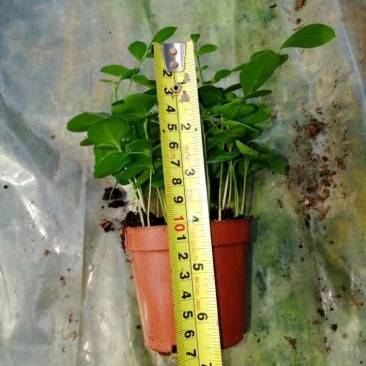 90#九里香带盆发物流运费到付货到自提不送货上门