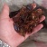 蟑螂药用蟑螂干保证正品可打粉产地直销